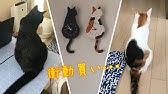 しっぽを振る猫時計が仲間入り 藤井啓太郎さんの猫時計があまりにリアルで可愛すぎる Youtube
