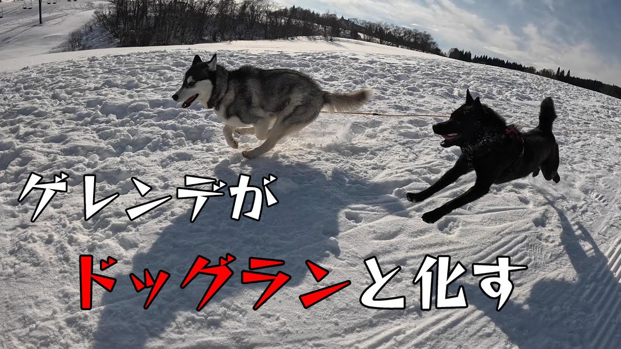 【ノーリードOK】ゲレンデが巨大なドッグランと化す【黒姫高原スノーパーク】