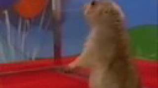 Incredibly Stupid Gopher