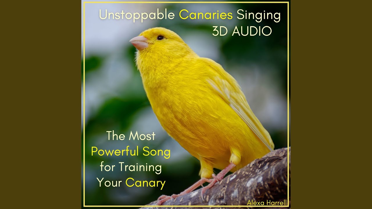 Ten Yellow Canaries Singing Together - Powerful Symphony