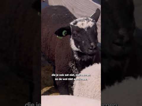Wol is waardeloos