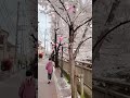 Sakura now in FULL Bloom 🌸☁️💖 | Tokyo, Japan