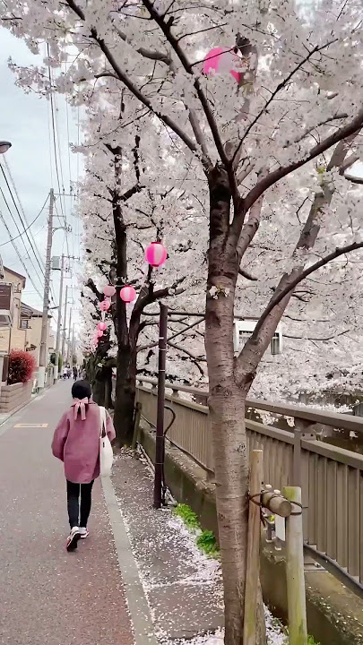 Download lagu Sakura now in FULL Bloom 🌸☁️💖 | Tokyo, Japan