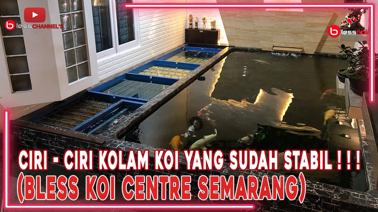 CIRI - CIRI KOLAM KOI YANG SUDAH STABIL❗❗❗( BLESS KOI CENTRE SEMARANG )