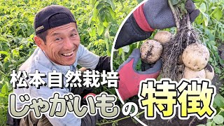 自然栽培じゃがいも|無農薬・無肥料で育てる旬の野菜 | 達人の 自然栽培じゃがいも|無農薬・無肥料で育てる旬の野菜 | 達人の