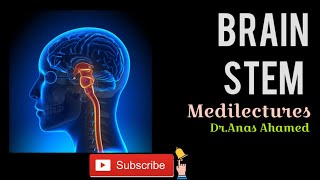 Brain stem - basic introduction