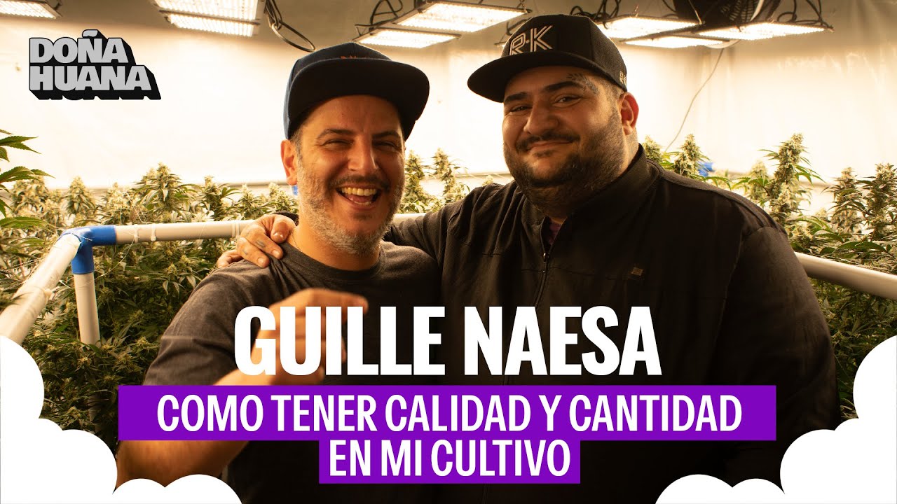 ¿CÓMO TENER CALIDAD Y CANTIDAD EN MI CULTIVO? ceniza blanca // SELECCIÓN DE GENÉTICAS - GUILLE NAESA