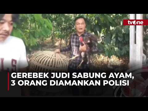 3 Terduga Pelaku Digiring Polisi dari TKP Judi Sabung Ayam