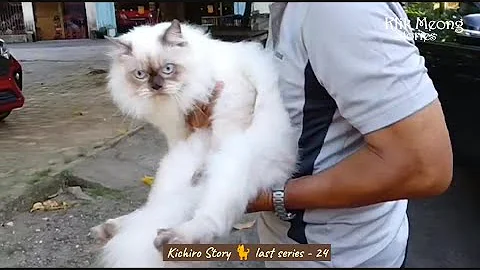 Video 11824691: himalayan cat, cat house, kucing