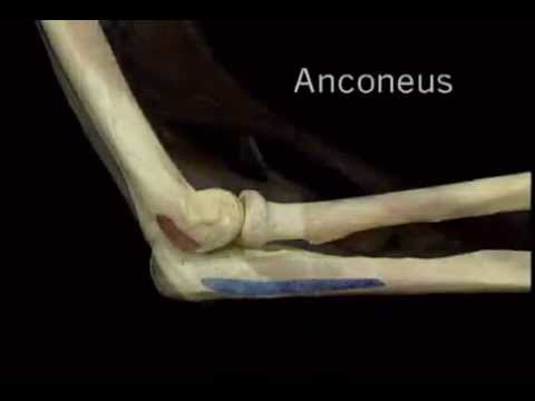 anconeus.wmv - YouTube