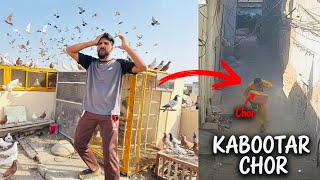 Bazzi walay saray aseel kabutar chori hogaye😭
