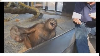 Orangutan Reacts to See A Magic Trick