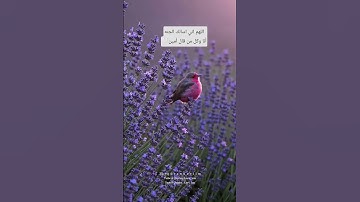 قرأن Quran #تلاوة_خاشعة #تلاوة_هادئة #إسلام_صبحي #اسلام_صبحي #خواتيم_سورة_المؤمنون #سورة_المؤمنون