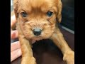 ミックス犬 キャバリア×ダックスのミックス犬