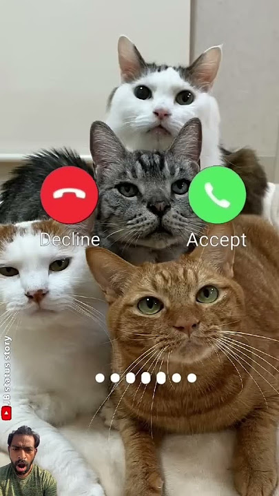 #ringtone #nadaderingtelepon #duet #cat #funny #catlover #smartphone #ringtones #music #bgm