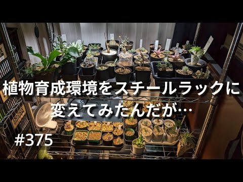 vlog: 375 「塊根植物、多肉植物用に新たにスチールラックを導入するの