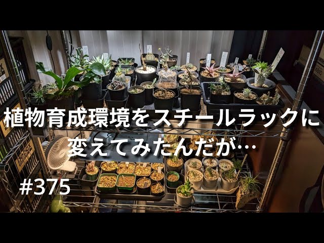 vlog: 375 「塊根植物、多肉植物用に新たにスチールラックを導入するの