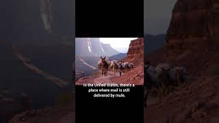 Mail by Mule: America’s Most Unusual Delivery Rout