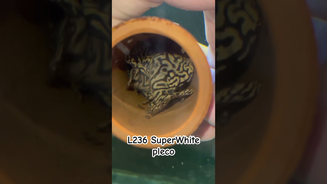 L236 SuperWhite plecos finally trapping😁 