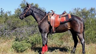 Blue Moon - Blue Roan Quarter Horse Mare Blue Moon - Blue Roan Quarter Horse Mare
