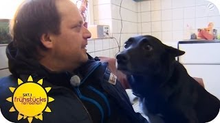 Hundeprofi: Das Problem ist der Halter | Sat.1 Frühstücksfernsehen