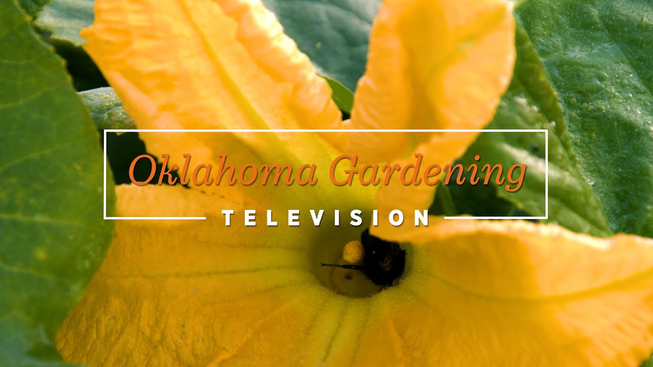 Oklahoma Gardening 4847 (05/21/22) YouTube