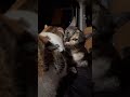 うみ のグルーミング #元保護猫 #愛猫 #猫のいる暮らし
