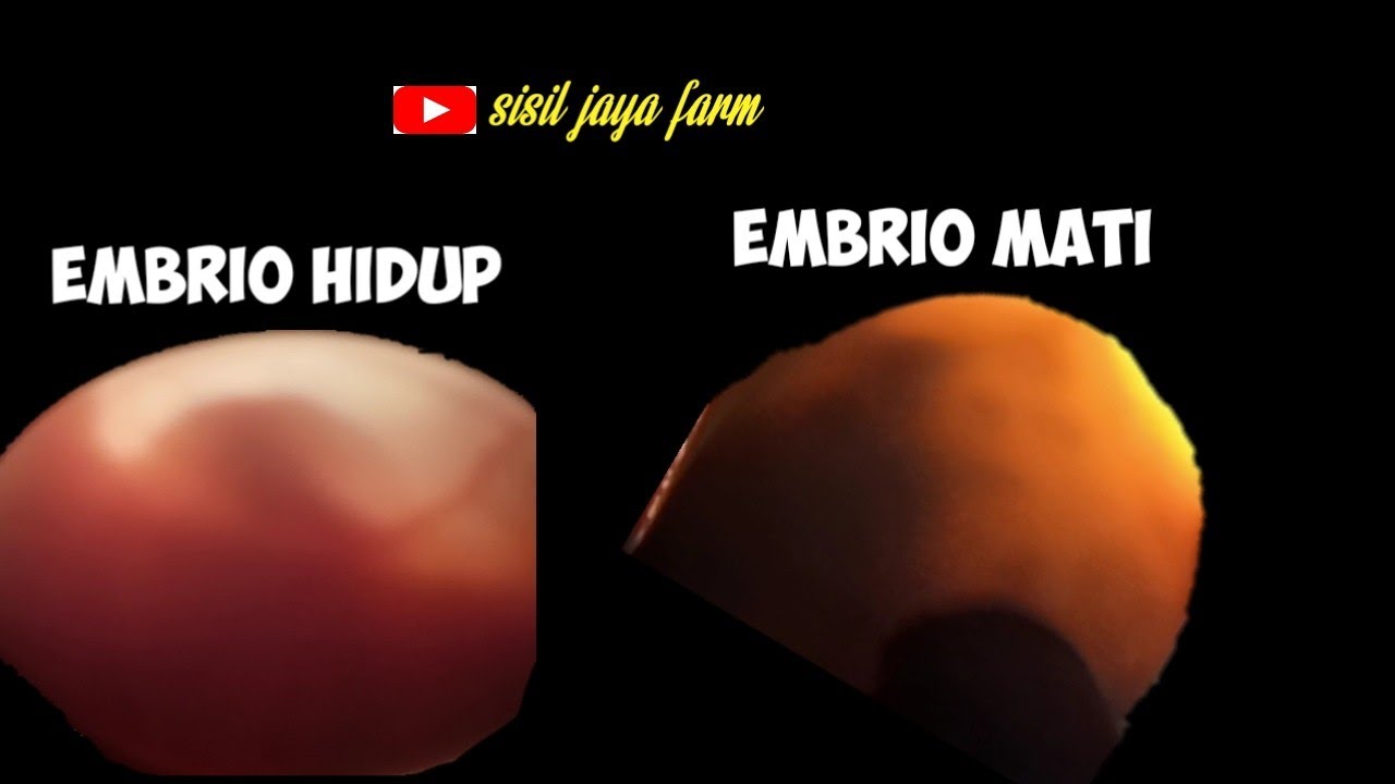 Membedakan Embrio mati dan hidup Pada telur