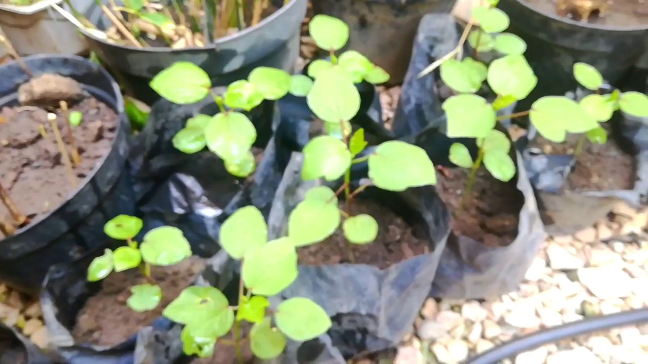 germinar flor de jamaica - YouTube