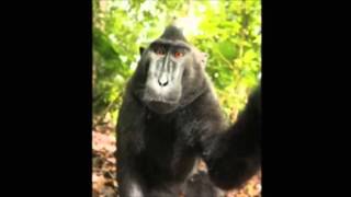 Monkey Photo Not Photographers, Claims Wikimedia.