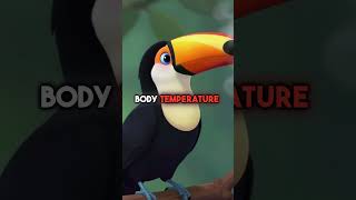 Giant Beak Made for Flying Now Too Heavy to Escape #toucanbird #africa  #wildlife #new #extinction