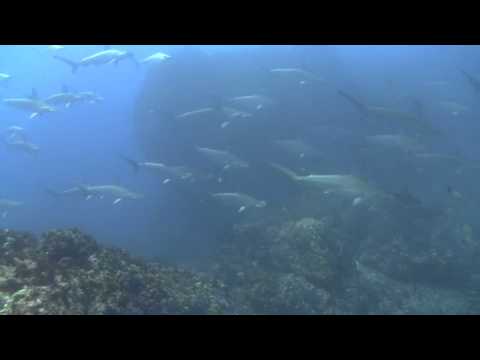 神子元　ハンマー群れ上から　2011.07.03.