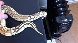Famous 3 NEW BALL PYTHONS...CHECK THEM OUT!!! Wealth