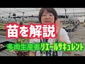 【多肉植物】苗を解説2026年7月3日
