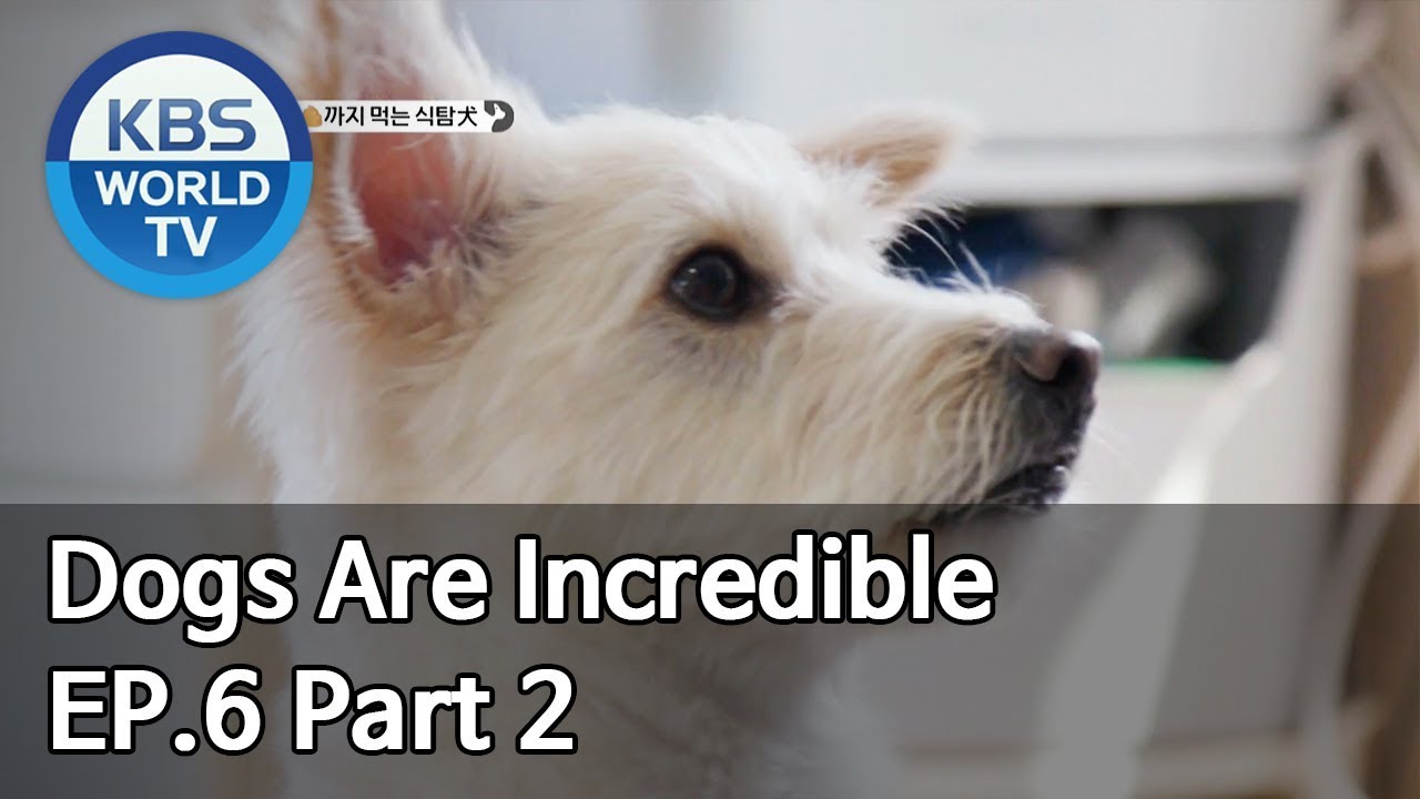 Dogs are incredible | 개는 훌륭하다 EP.6 Part 2 [SUB : ENG/2019 ...