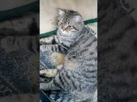 فتوح دايما نايم