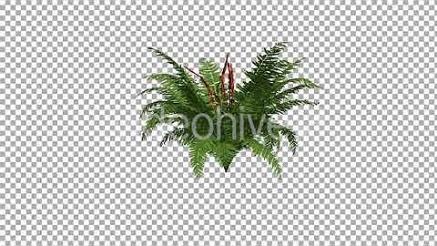 Fern On The Wind Isolated 1 | Motion Graphics - Envato elements