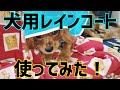105 キャバリアととろ犬用レインコートを着てみた~かーちゃんには渡さない！~