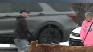 Cows in Buffalo get loose on the highway during a winter storm