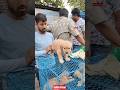 Pet Market Kolkata 😍/lowest price puppy dog/Gallif Street dogs #shorts #viral #dog #dogs #doglover