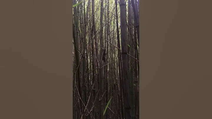 Bamboo lemurs in Antanetiambo Reserve in north eas...