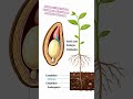 what is endosperm in a plant seed #seeds #endosperm #agriculture #hybridseeds #seedenhancement