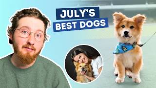 The Best Dogs of July
