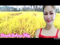 RICE FARMING malapit na ang anihan ng palay/Dimple Sakura Vlog