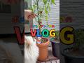 【vlog】トマト出来た🍅 #犬のいる暮らし