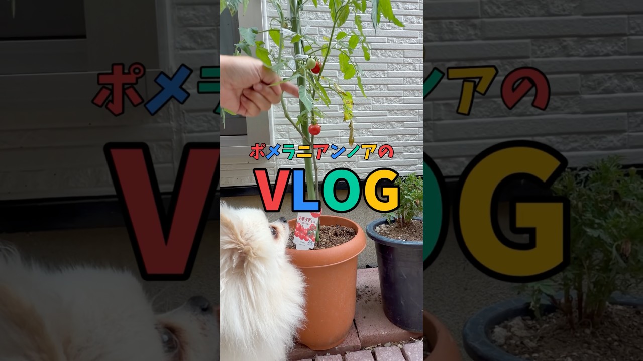 【vlog】トマト出来た🍅 #犬のいる暮らし