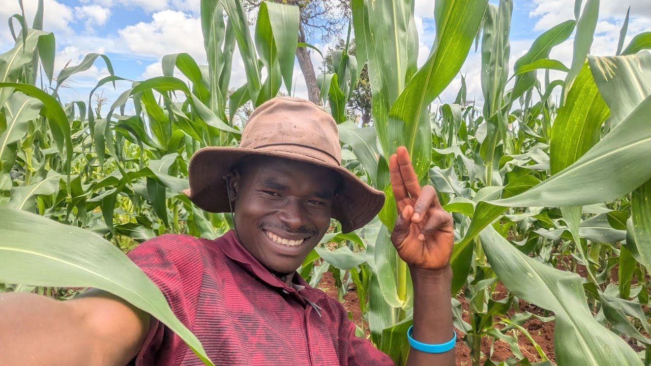 Shamba1: Tumefanikiwa kudhibiti viwavi jeshi vamizi kwenye mahindi. 