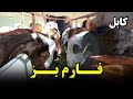 Comprehensive information about goat farming🐐 / معلومات جامع در مورد فارم بز داری 🐐