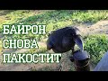 Если машина не сломается сама, ее сломает ворон. И сверху накакает!