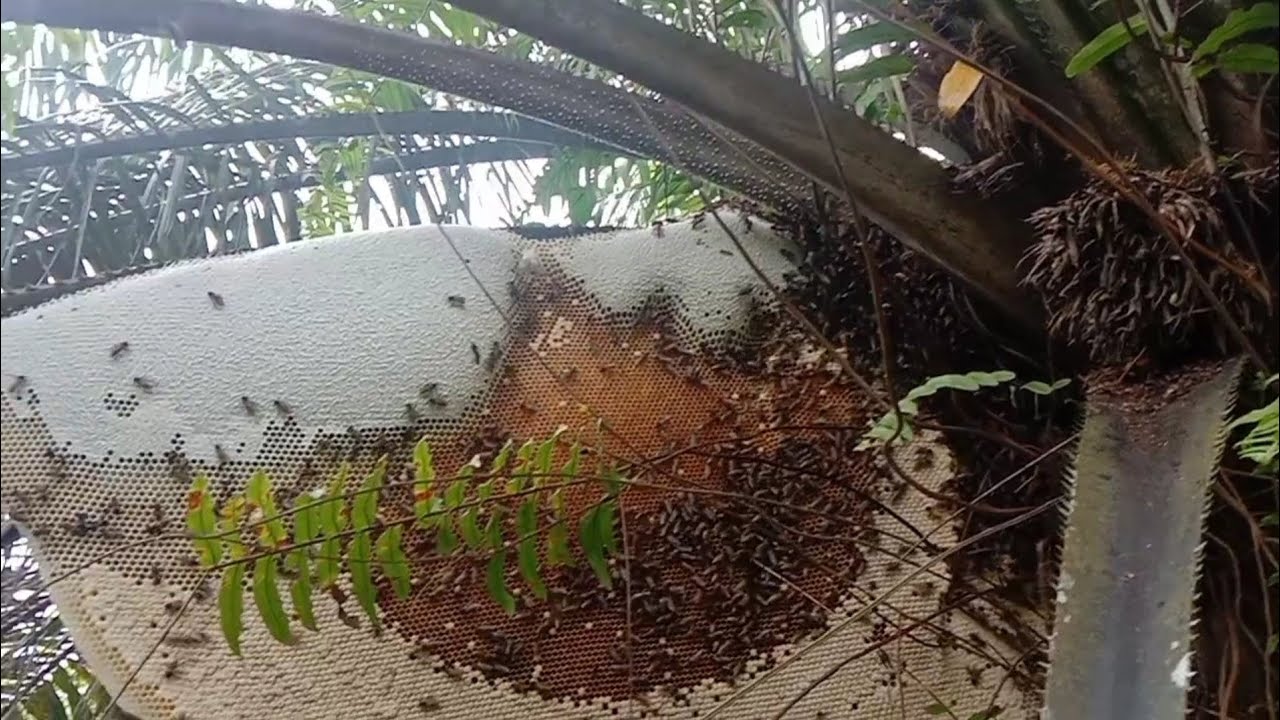 pantas aja kariawan pada takut, segede ini sarang ya😱